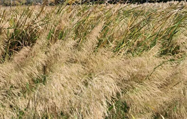 在秋冬的诗行里，尽赏“芦花飞雪”落中原！