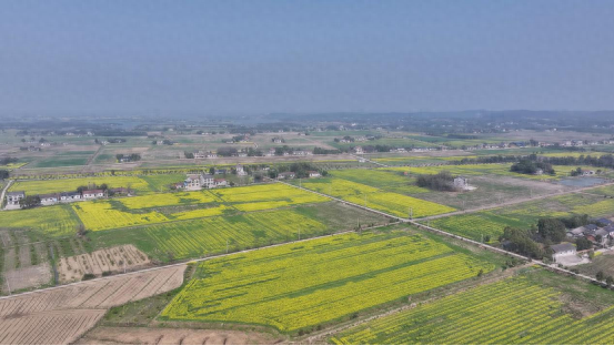 藏不住了！荆州八岭山油菜花海进入盛花期！