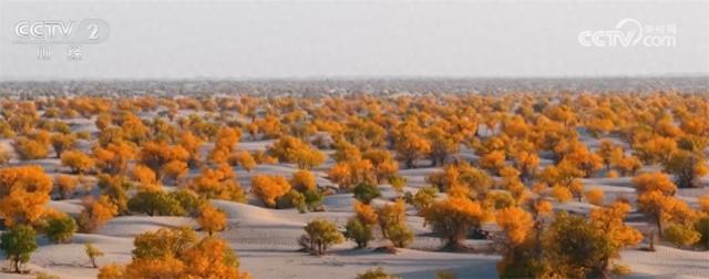 新疆喀什百万亩胡杨勾勒壮美画卷 “胡杨+文化+旅游”促文旅融合引客来