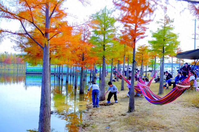 浮桥河湿地公园：水杉绚烂，露营打卡正当时！