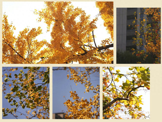 别错过！申城落叶道体验进入倒计时，用一场Walk收藏秋日浪漫→