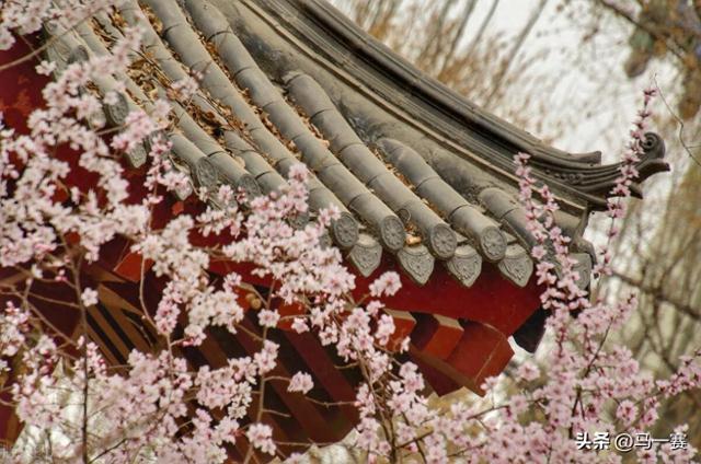 大林寺桃花古诗原文（古诗大林寺桃花白居易赏析）