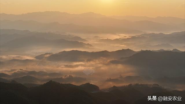 广西融安：朝霞晨雾绘山村美景