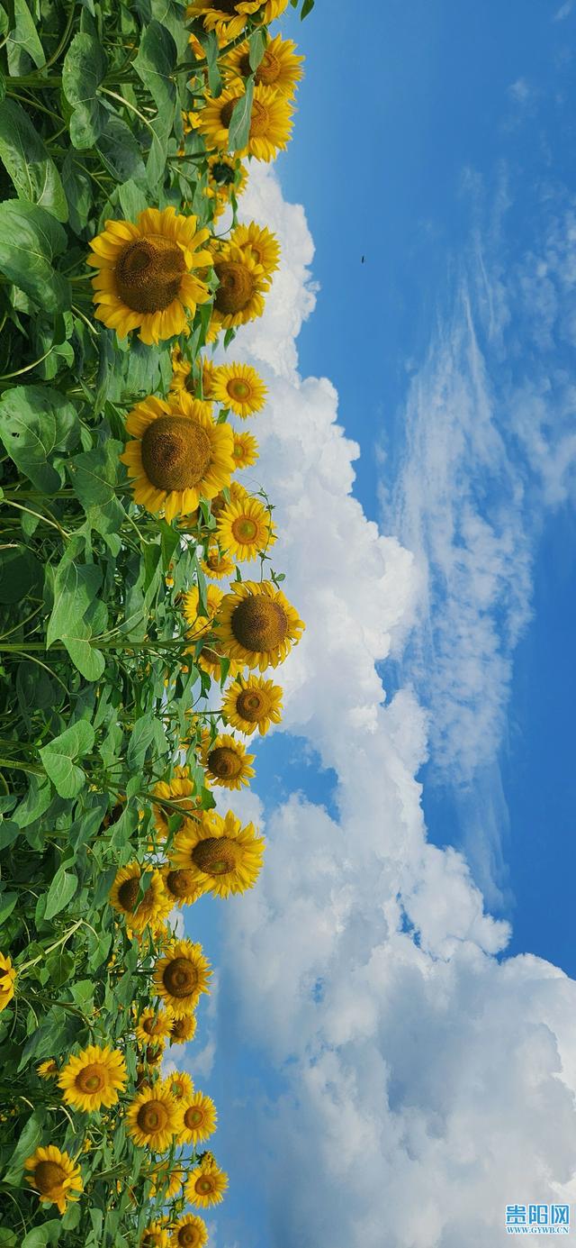 【图集】美翻了！观山湖这片向日葵花海免费开放
