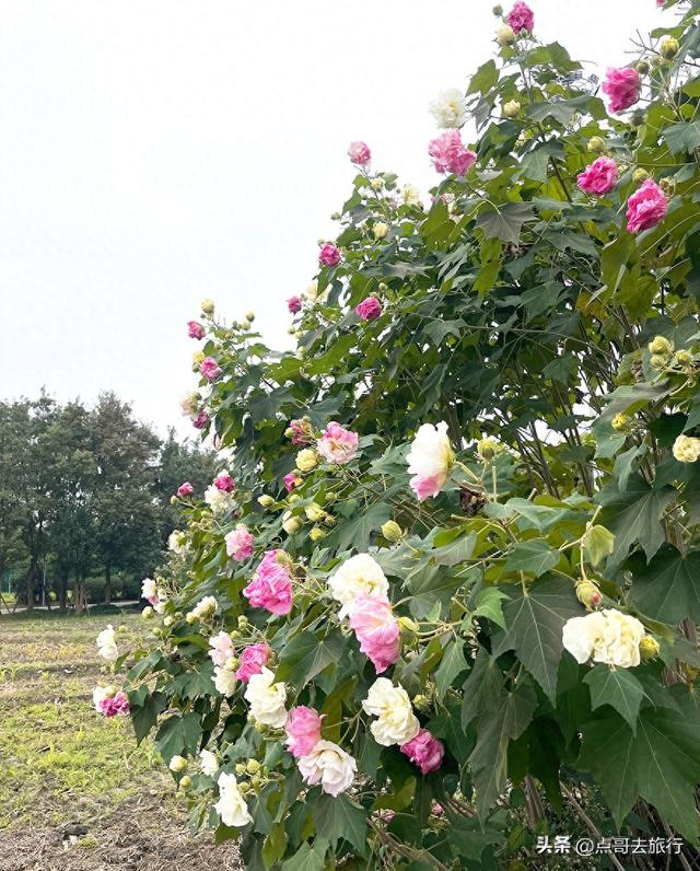 成都市区最美芙蓉花，王者风范，植物迷宫更是惊艳，不要门票！