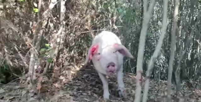 飞猪大逃亡破解版（300多斤的猪跳过15米高钢板门）