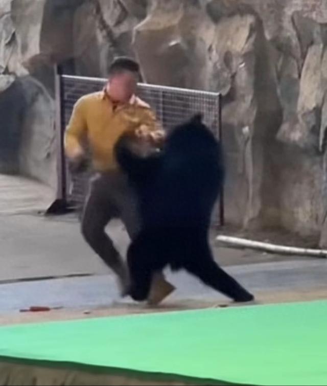 后续！动物园熊和饲养员打架，熊还会绊腿，动物园回应，原因曝光