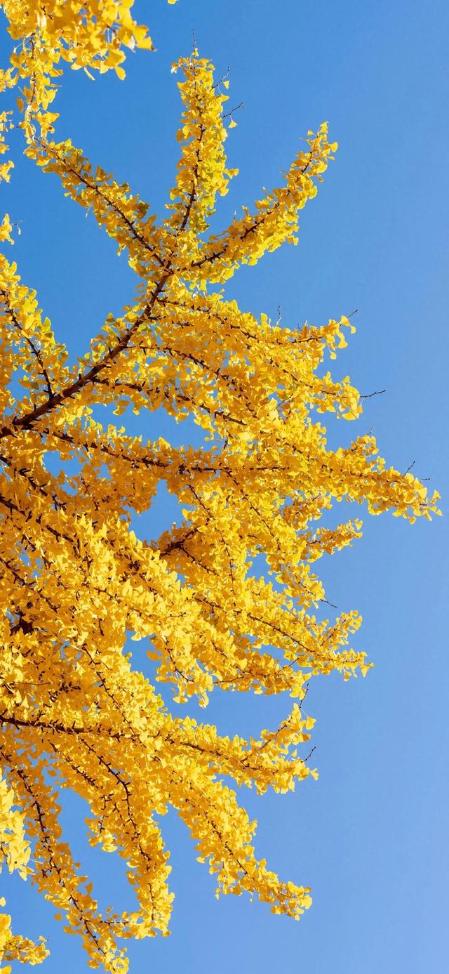 手机壁纸|治愈你的是风景，自然美景