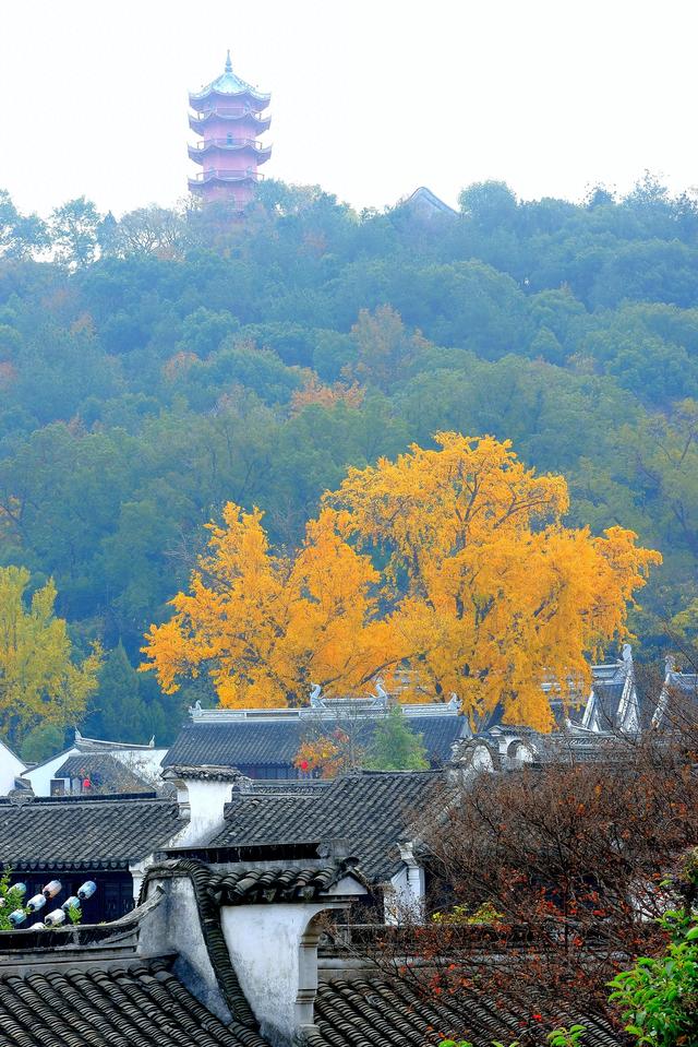 银杏铺金时,赴一场惠山古镇的秋约