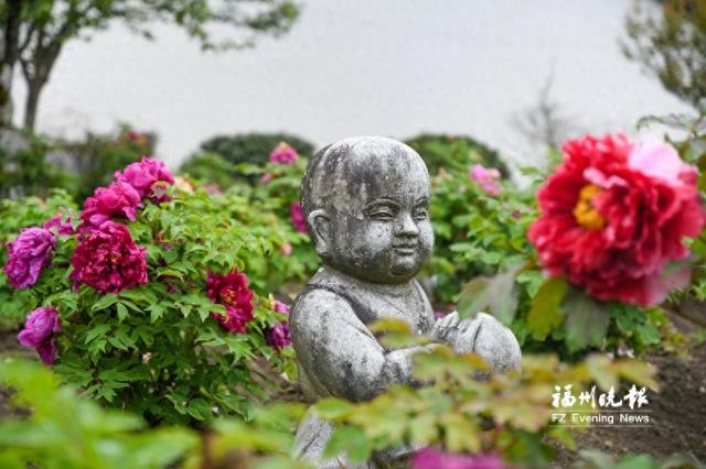 闽侯大湖乡古寺田园牡丹艳