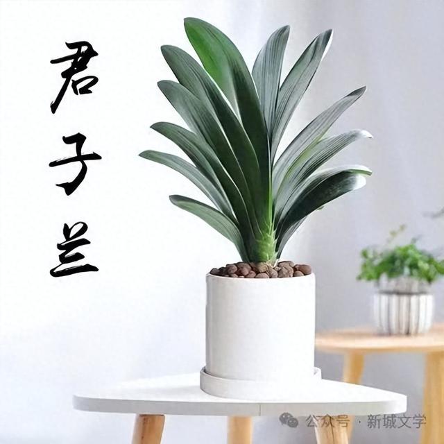 只针对赞美君子兰的古诗句（七绝二首君子兰）