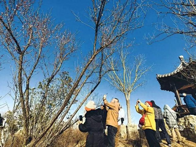 石家庄梅岭春早公园红梅开花了 ，一起去捕捉冬日的浪漫