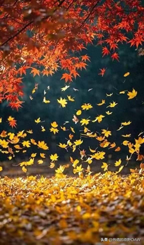 描写冬天的经典美文（在秋之绝唱中）