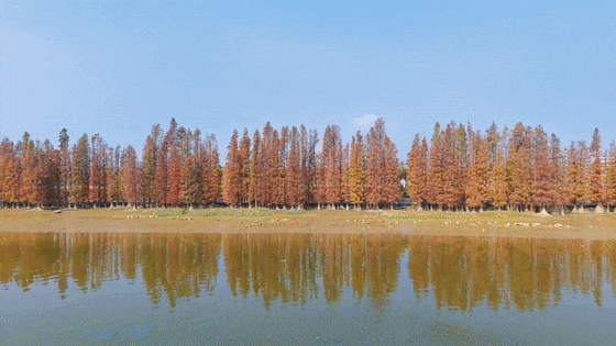 全年最佳观赏期！开平冬日限定美景上线