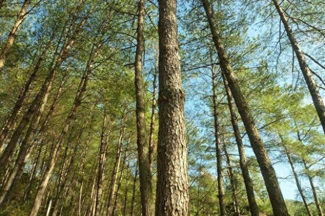 马尾松树是什么植物（马尾松叶子叫松针）