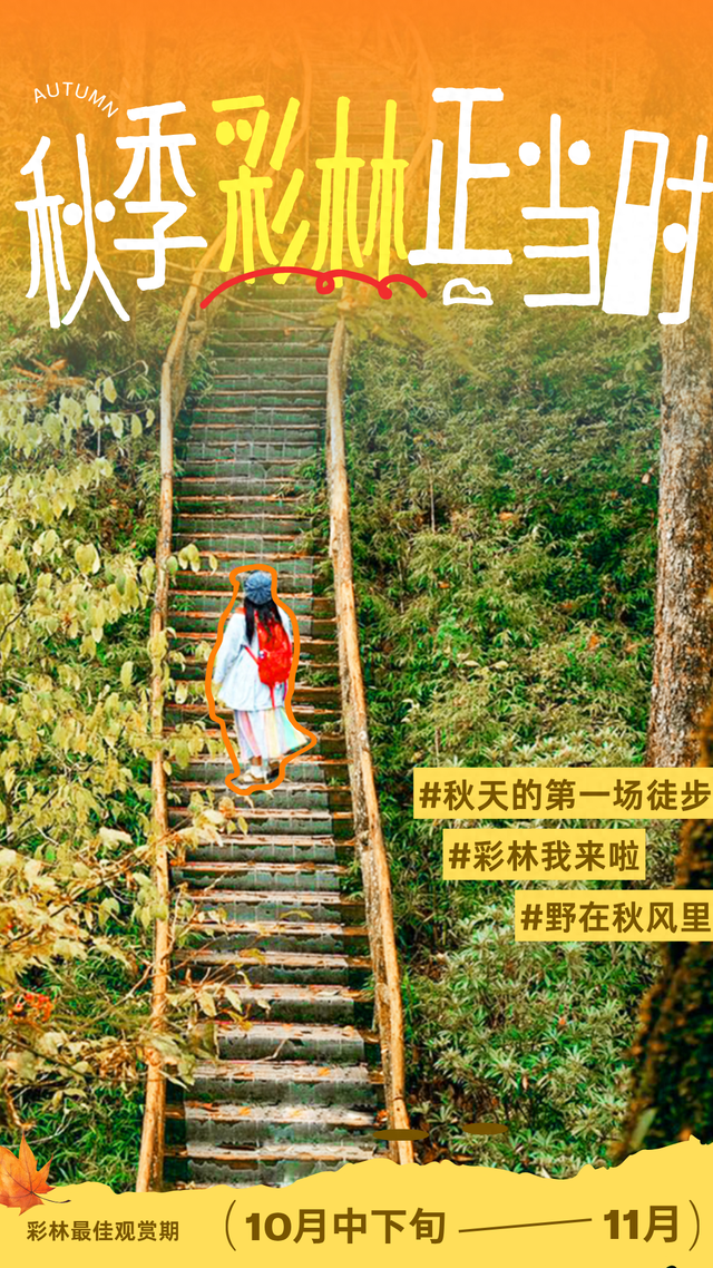 彩林进入黄金期！龙苍沟红叶实况速递，再不来真的要等明年了！