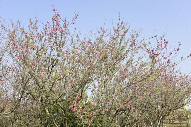 去怀集大岗，看桃花
