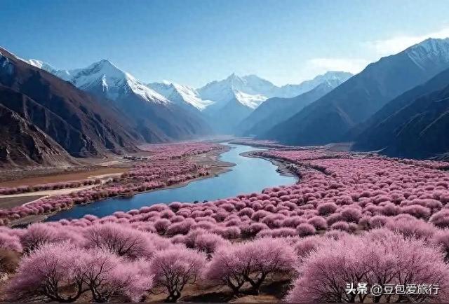 西藏林芝深度游:邂逅雪山桃花与森林的浪漫