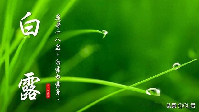 “冷不冷，就看白露”，今日白露，今年冬天会冷吗？看农谚就知道