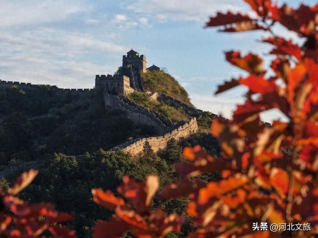 秋染金山岭，长城披红裳 ，醉美秋景正当时