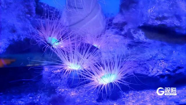 日夜游海底，精彩各不同！青岛海底世界打造海洋盛宴