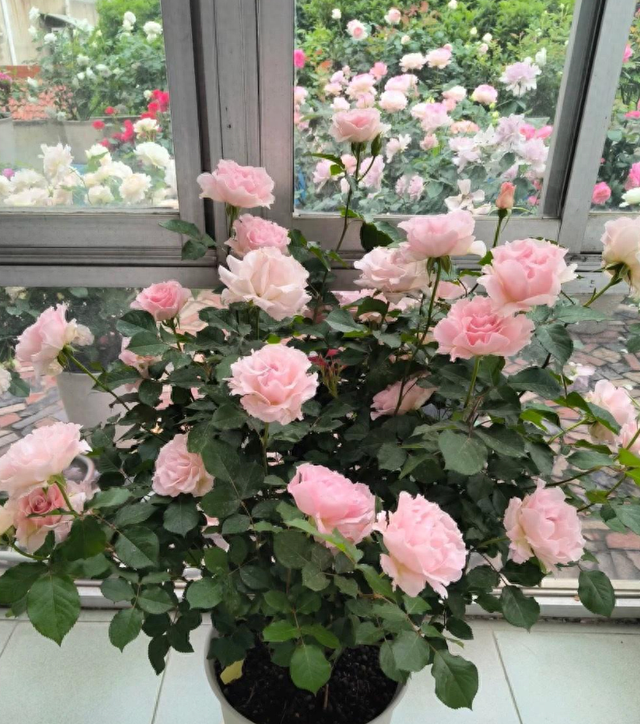 花友破解版无限（家中花卉只长叶子不开花全面解析原因与破解之道）