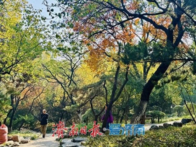 初冬泉城公园：彩叶如绘，醉美游人