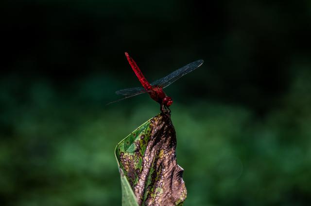 Palantir：泡沫里的不死鸟