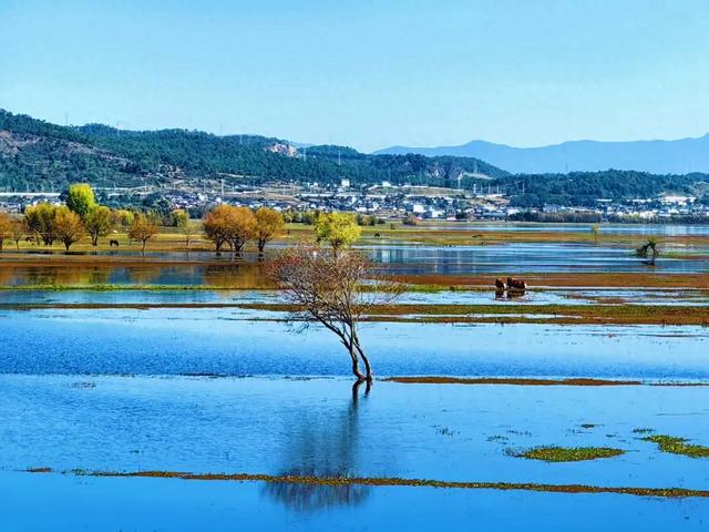 海鸥来了!丽江拉市海藏着冬天最治愈的邂逅