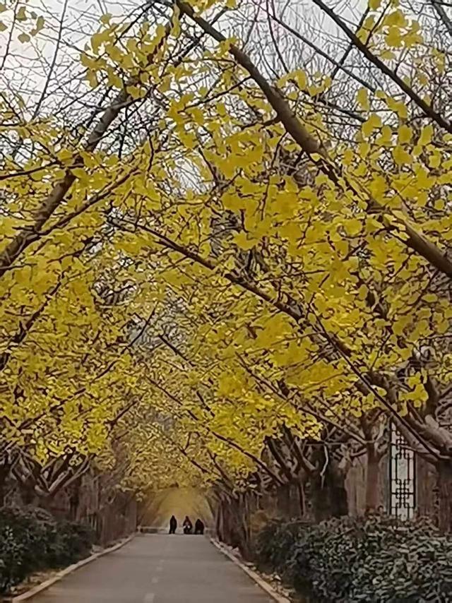 再游银杏姊妹园 | 作者 汤计玲