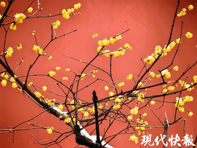 红墙白雪蜡梅香，明孝陵定格中式美学“天花板”