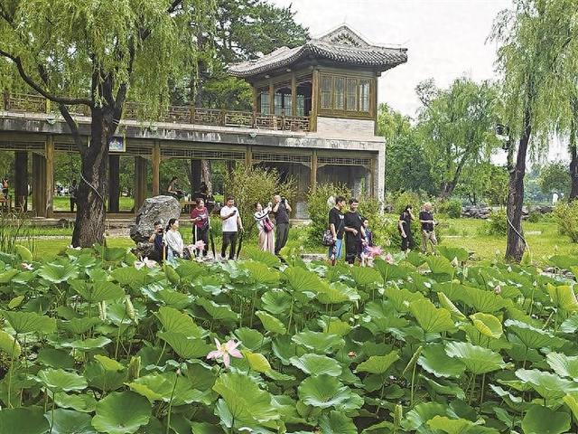 承德避暑山庄荷花盛开引客来
