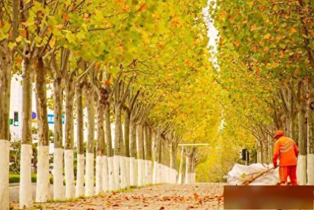 【乐游烟台】初冬来烟台黄渤海新区，感受落叶成毯