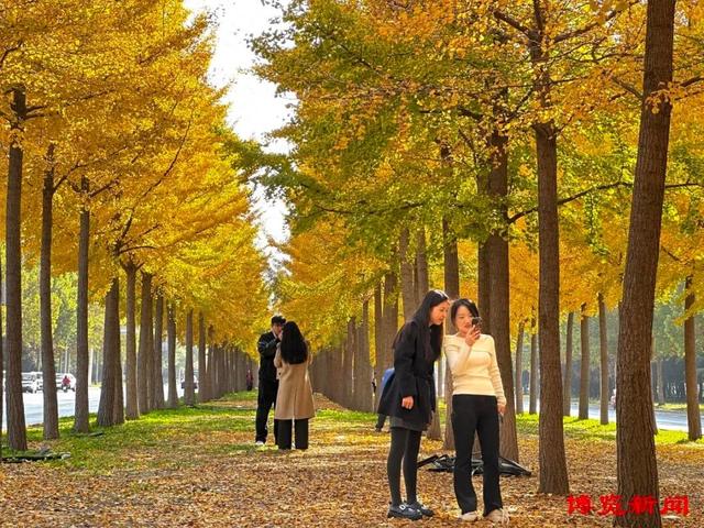 满目金黄！淄博银杏长廊美出圈