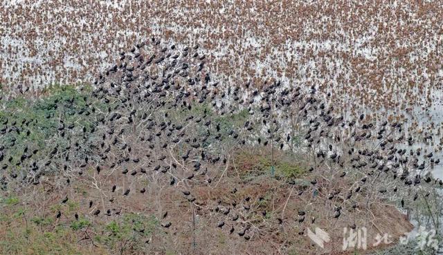 场面壮观！荆州进入繁忙“迎来送往”季！