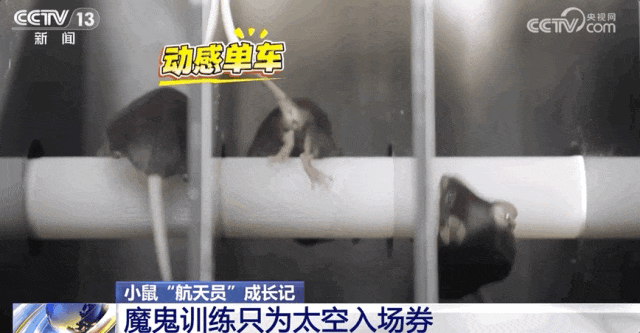 恶魔必须死下载地址（4只小鼠航天员要上天了）