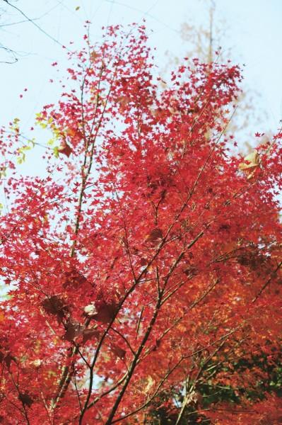 寻找荆州最美之秋 这些打卡地藏着秋日限定浪漫