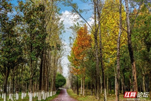 岁暖时刻丨长沙岳麓区藏着条林道，一步是一景