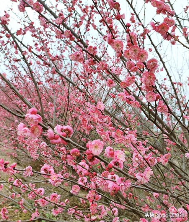 成都山地红梅开花了，粉红云霞铺天盖地，非常震撼，免费！