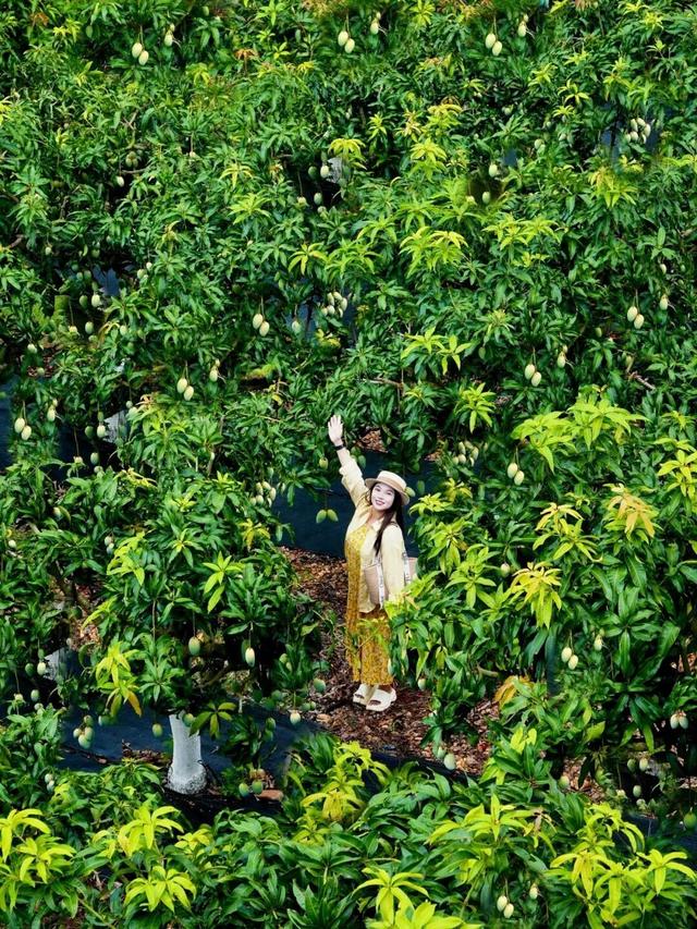 百色田东，“中国芒果之乡”不止芒果！