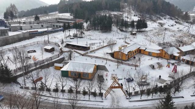我的冬天在林海雪原 | 萌鹿入驻 横道河子驯鹿部落建设有序推进