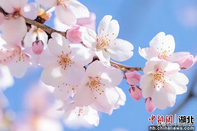 春满襄阳花满城：十大赏花打卡地正式发布