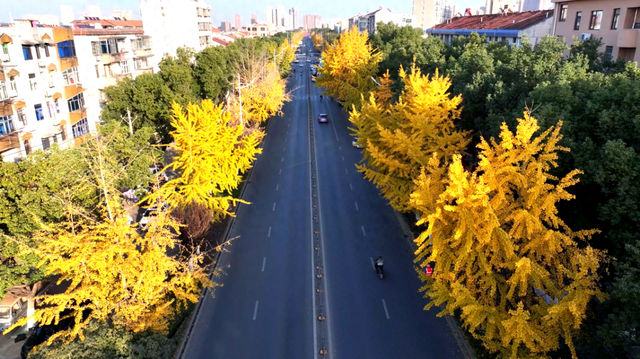 深秋的解放大道，安陆把最美的色彩泼给了它