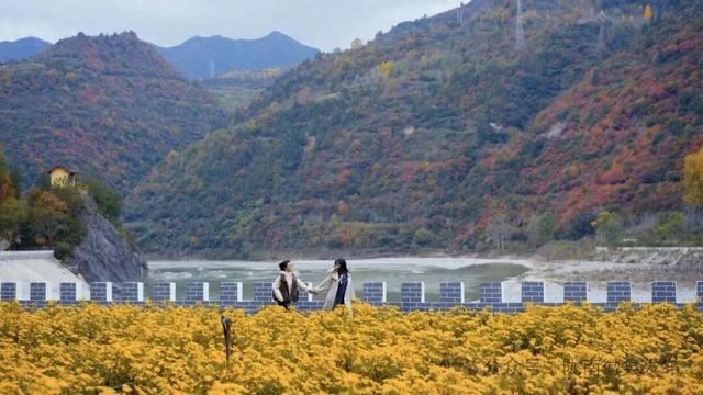 赴虞关之约：菊海鎏金处，爱在520大道