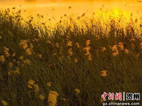 贵州威宁：芦苇摇曳美如画
