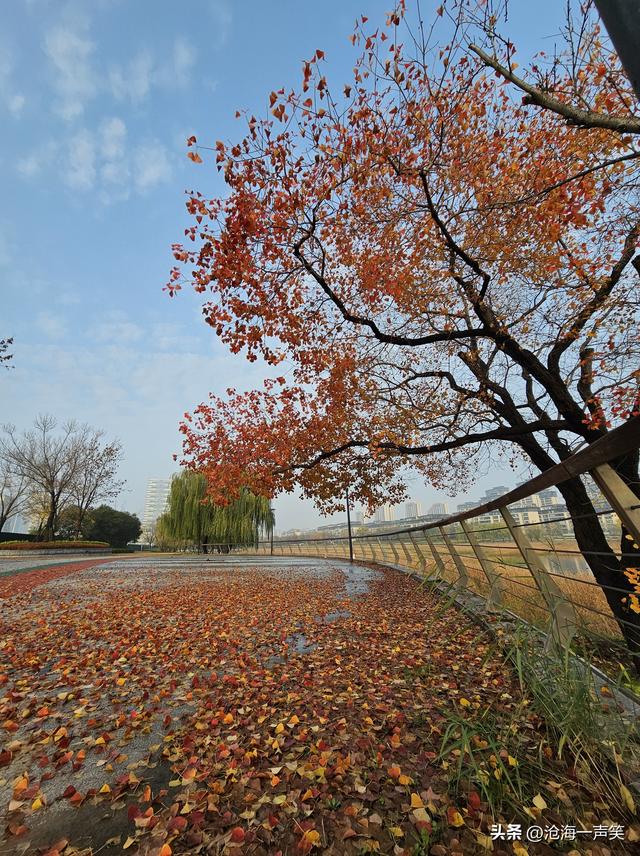 乌桕情深，一路美景一树美景一地美景，美不胜收，藏了转了赞了吧