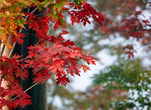 绝美！成都红枫进入最佳观赏期！线路来啦