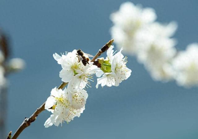 巴东：樱花李花竞相开放