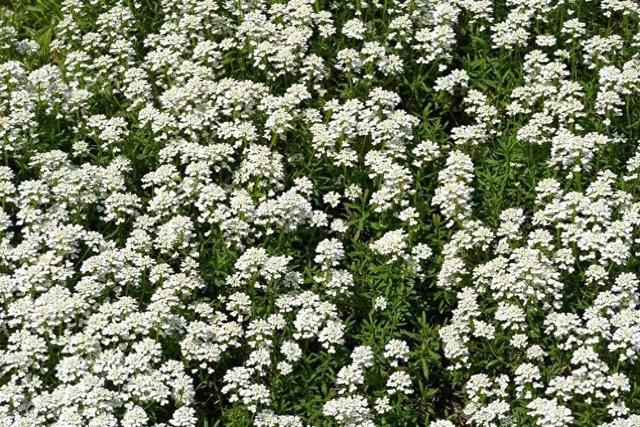 最简单的心经回向文（皆与一切众生共之）