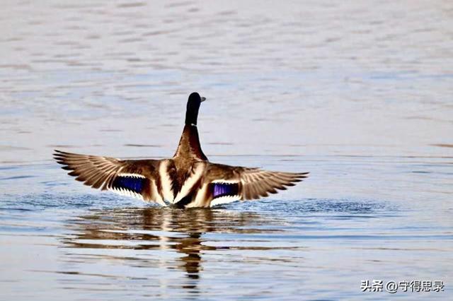 旅游景点的商品可以买吗？